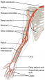 Circulatory Pathways Fundamentals Of Anatomy And Physiology