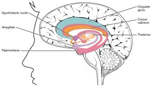 Image of the brain with labelled parts