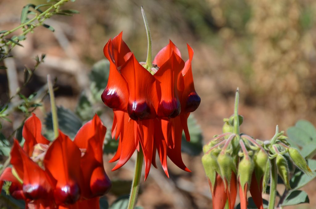 Photo of Native Desert Pea