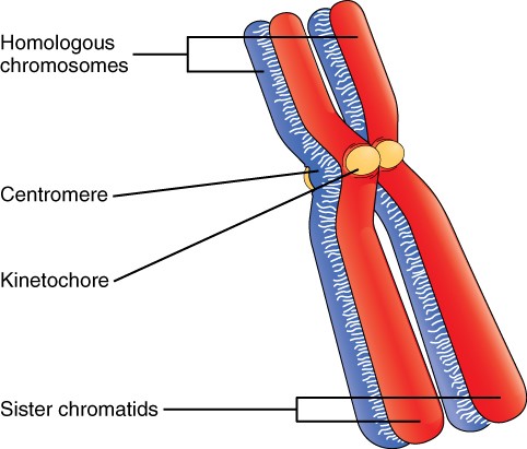 A homologous pair of chromosomes with their attached sister chromatids.