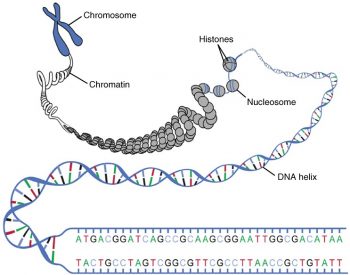 2.8 The Nucleus and DNA Replication – Fundamentals of Anatomy and ...