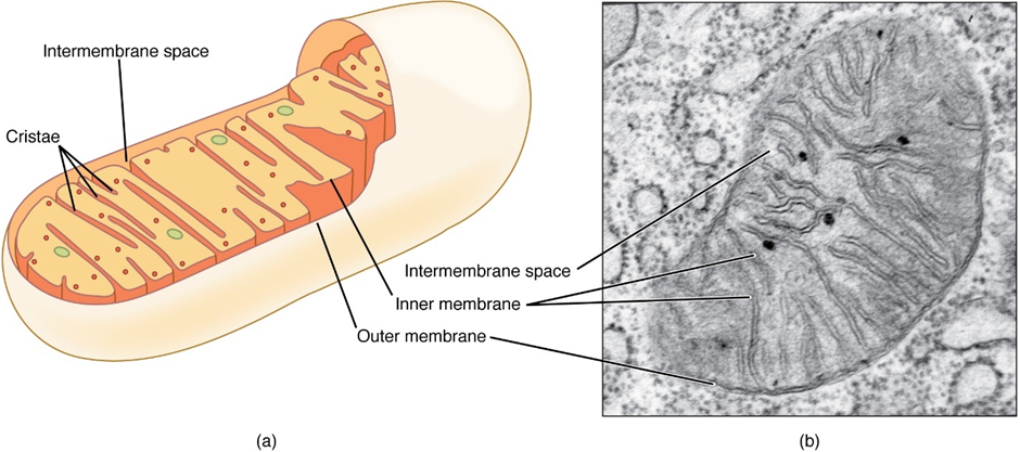 Mitochondrion diagram