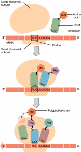 2.9 Protein Synthesis – Fundamentals of Anatomy and Physiology