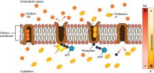 2.6 The Cell Membrane – Fundamentals of Anatomy and Physiology