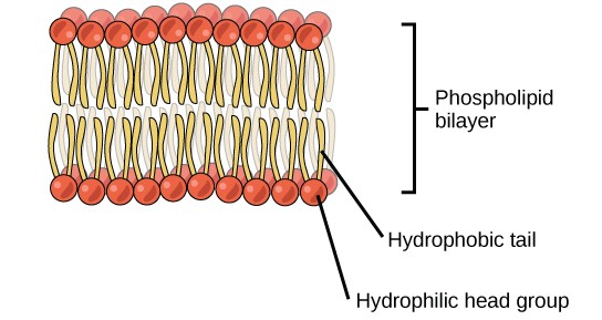 Phospholipid bilayer