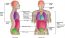 1.4 Anatomical Terminology – Fundamentals of Anatomy and Physiology