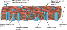 2.6 The Cell Membrane – Fundamentals of Anatomy and Physiology