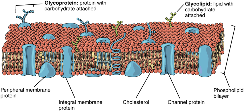 Diagram of cell membrane