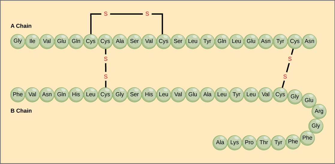 2.4 Protein – Fundamentals of Anatomy and Physiology