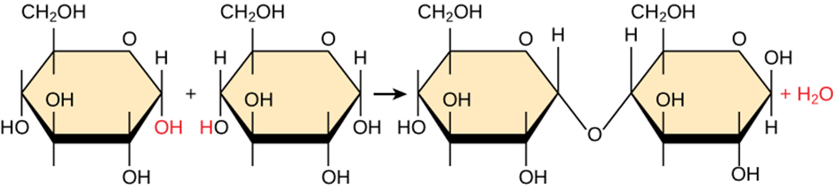 dehydration synthesis reaction 