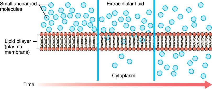 Simple diffusion across the cell (plasma) membrane