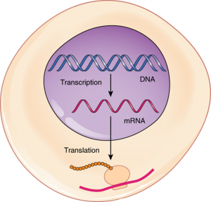 2.9 Protein Synthesis – Fundamentals of Anatomy and Physiology