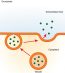 2.6 The Cell Membrane – Fundamentals of Anatomy and Physiology