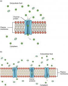 2.6 The Cell Membrane – Fundamentals of Anatomy and Physiology