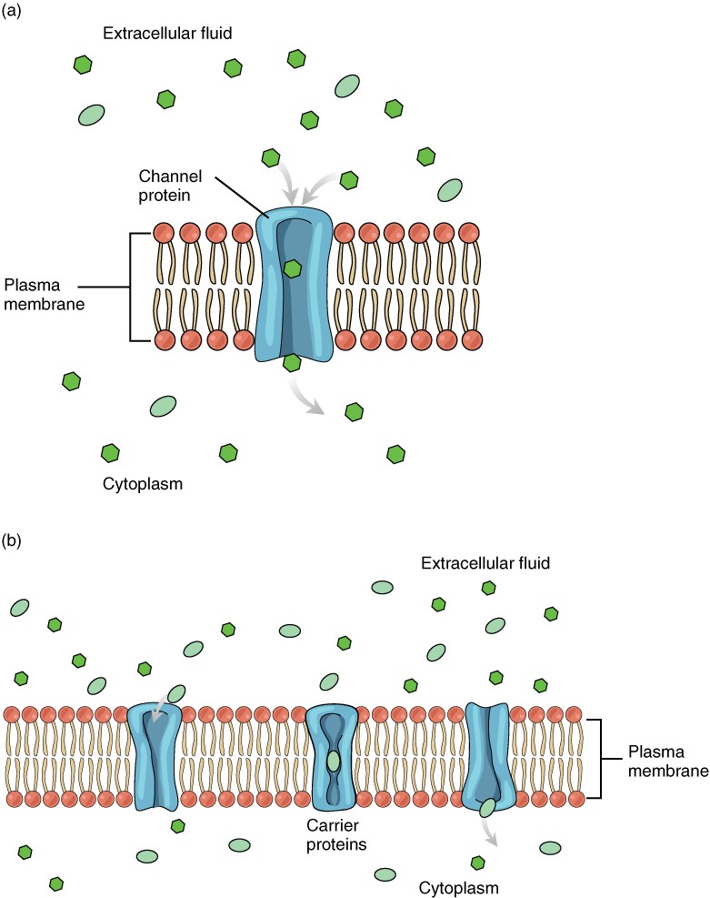 Facilitated diffusion. (a) Facilitated diffusion of substances crossing the cell (plasma) membrane takes place with the help of proteins such as channel proteins and carrier proteins. Channel proteins are less selective than carrier proteins, and usually mildly discriminate between their cargo based on size and charge. (b) Carrier proteins are more selective, often only allowing one particular type of molecule to cross.