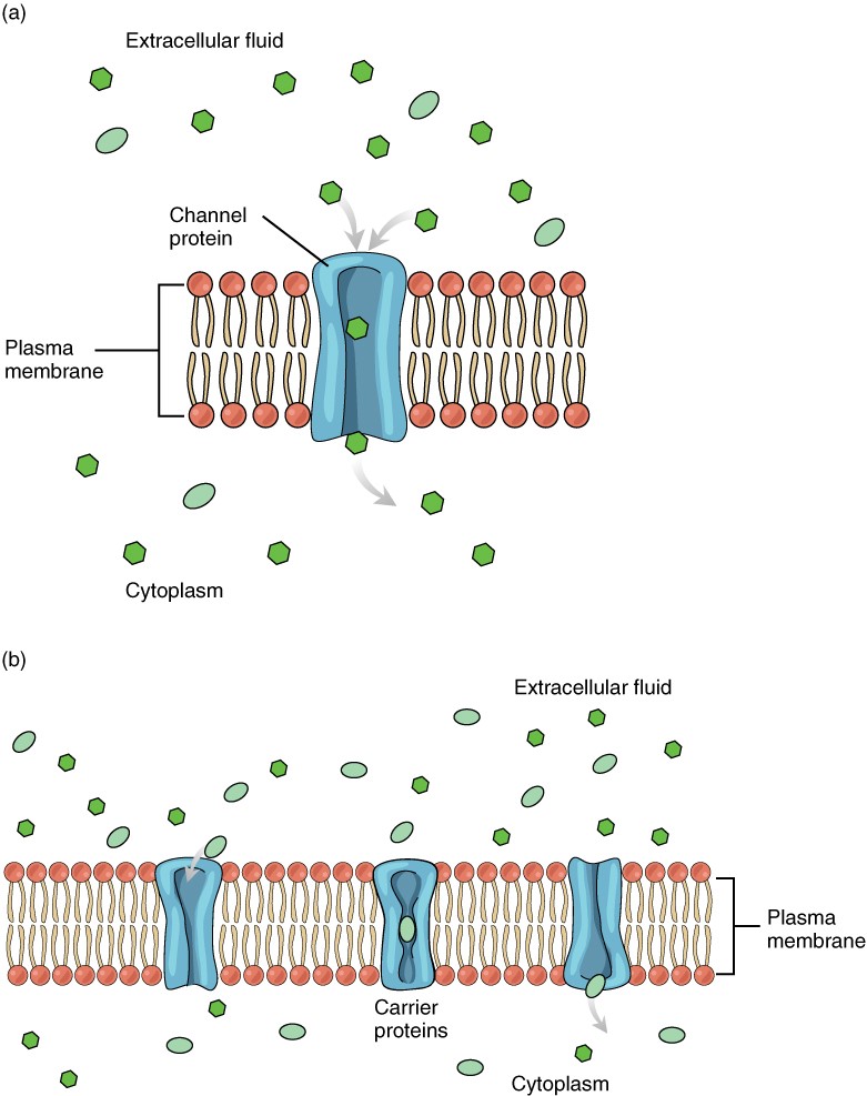 Bulanık Şüpheli yanlışlıkla diffusion across cell membrane cami ıslık