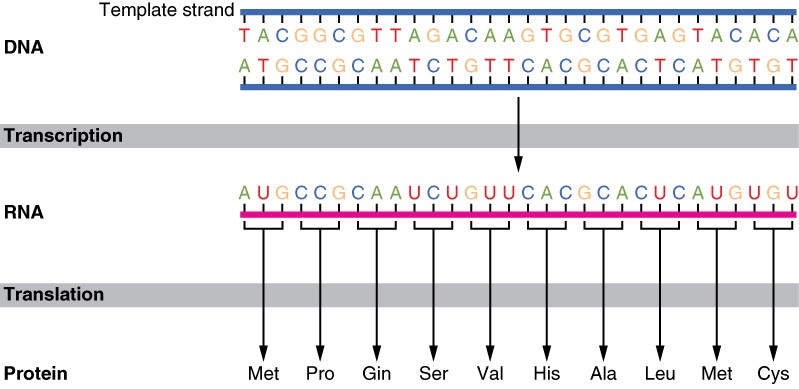 Diagram of genetic code