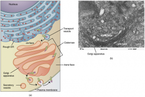 2.7 The Cytoplasm and Cellular Organelles – Fundamentals of Anatomy and ...