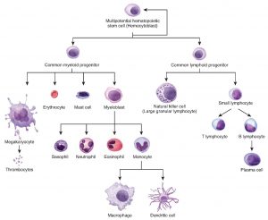 2.11 Cellular Differentiation – Fundamentals of Anatomy and Physiology