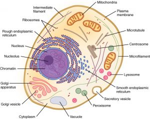 2.7 The Cytoplasm and Cellular Organelles – Fundamentals of Anatomy and ...