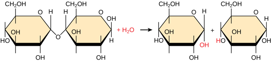 hydrolysis reaction