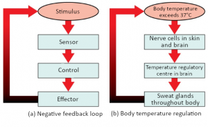 1.3 Homeostasis – Fundamentals of Anatomy and Physiology