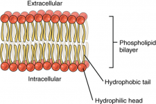 2.6 The Cell Membrane – Fundamentals of Anatomy and Physiology