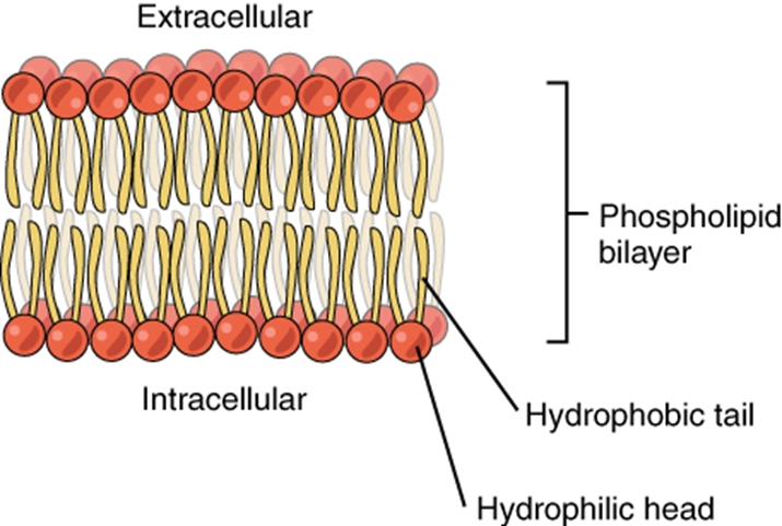 Phospholipid bilayer diagram