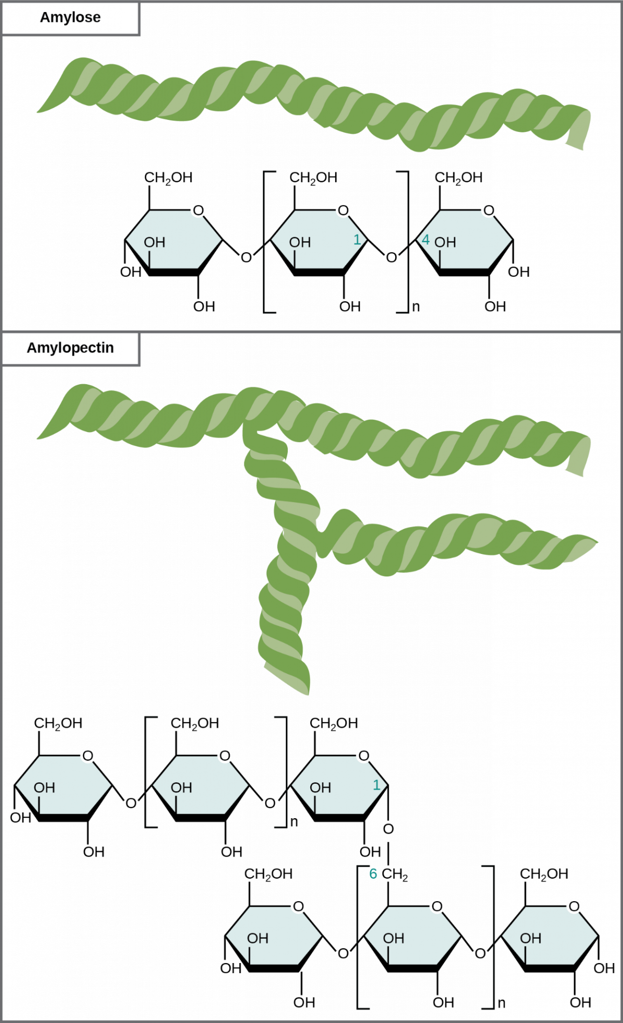 What Is Starch Monomer