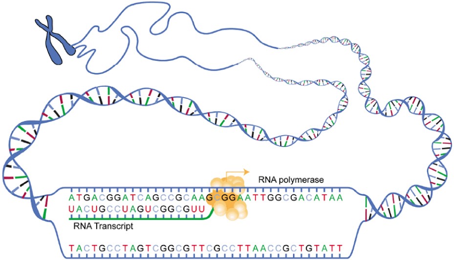 Image of Transcription: from DNA to mRNA.