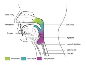 8.1 Organs and Structures of the Respiratory System – Fundamentals of ...