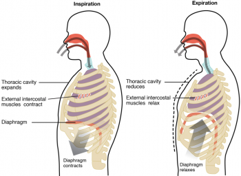 8.3 The Process of Breathing – Fundamentals of Anatomy and Physiology