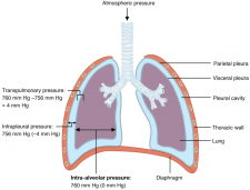 8.3 The Process of Breathing – Fundamentals of Anatomy and Physiology