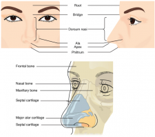 8.1 Organs and Structures of the Respiratory System – Fundamentals of ...