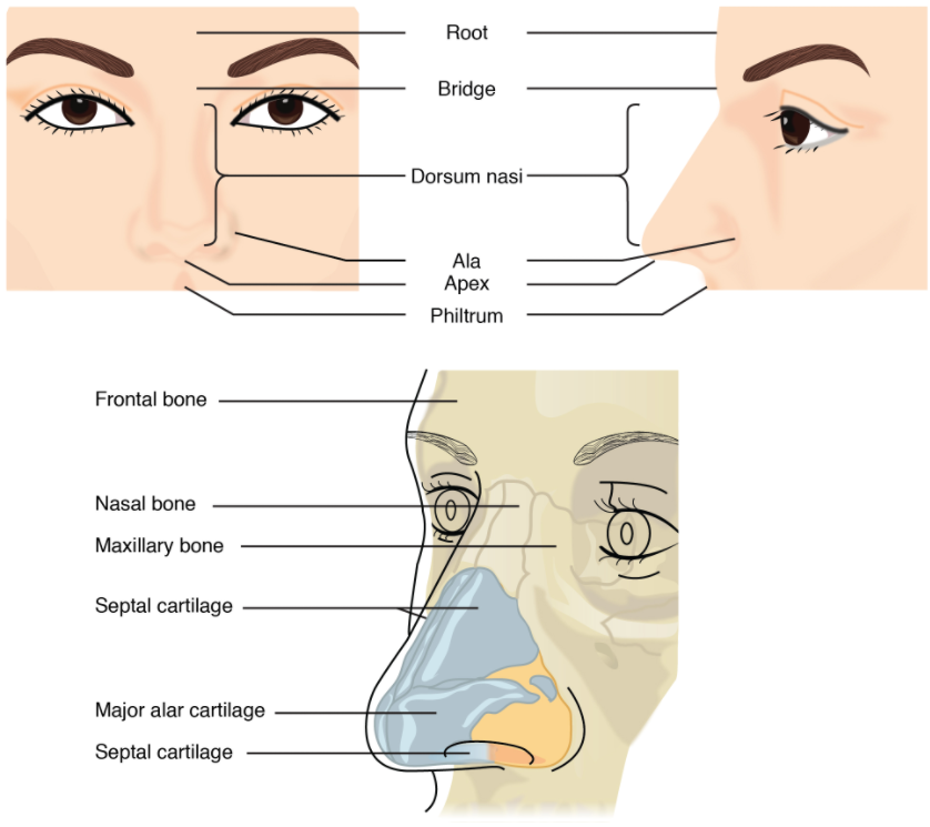 Parts of the nose