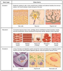 3.1 Types of Tissues – Fundamentals of Anatomy and Physiology