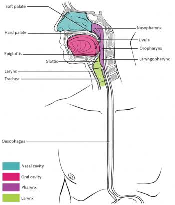 12.3 The Mouth, Pharynx and Oesophagus – Fundamentals of Anatomy and ...