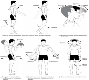 11.10 Types of Body Movements – Fundamentals of Anatomy and Physiology