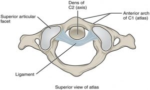 11.11 Anatomy of Selected Synovial Joints – Fundamentals of Anatomy and ...