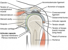 11.11 Anatomy of Selected Synovial Joints – Fundamentals of Anatomy and ...