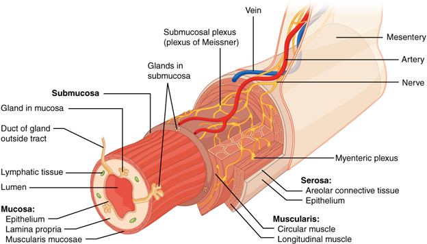 Layers of the gastrointestinal tract