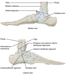 11.11 Anatomy of Selected Synovial Joints – Fundamentals of Anatomy and ...