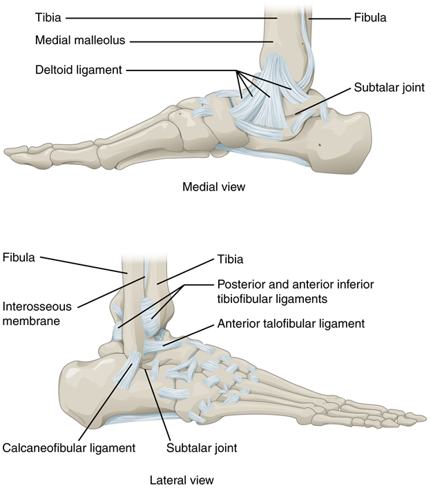 Diagram of ankle joints