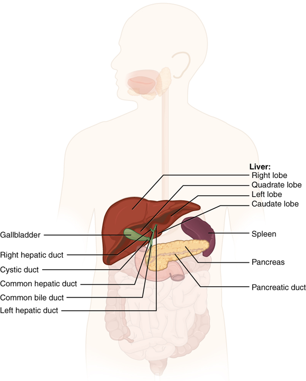 Diagram of Accessory organs