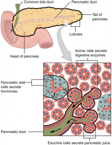 12.6 Accessory Organs in Digestion: the Liver, Pancreas and Gallbladder ...