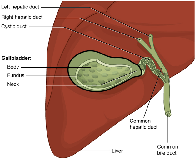 Diagram of gallbladder