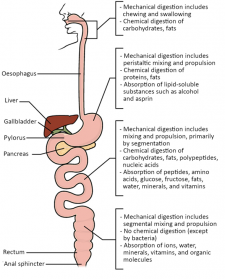 12.7 Chemical Digestion and Absorption – Fundamentals of Anatomy and ...