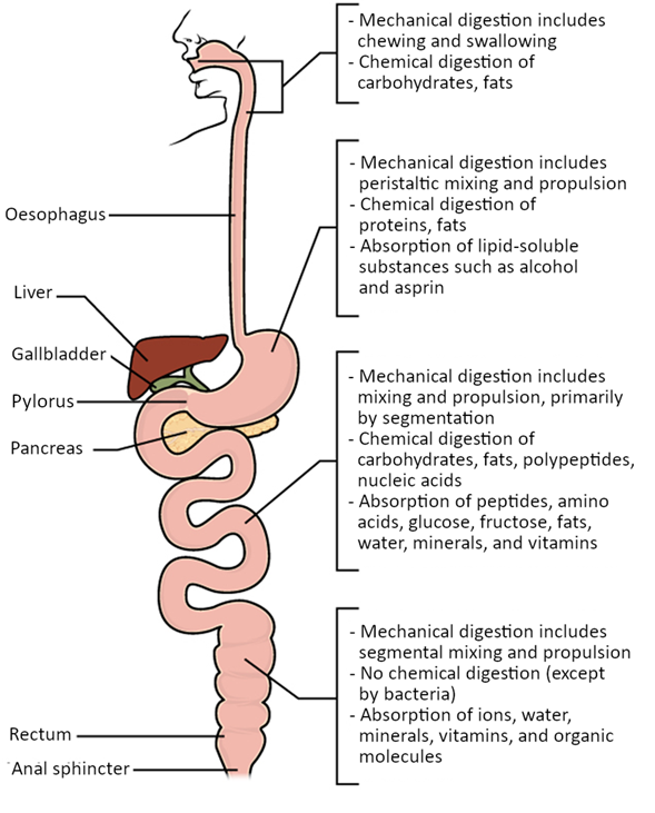 digestion and absorption diagram