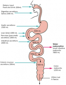 12.7 Chemical Digestion and Absorption – Fundamentals of Anatomy and