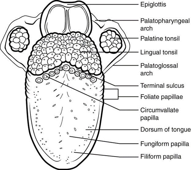 Diagram of the tongue
